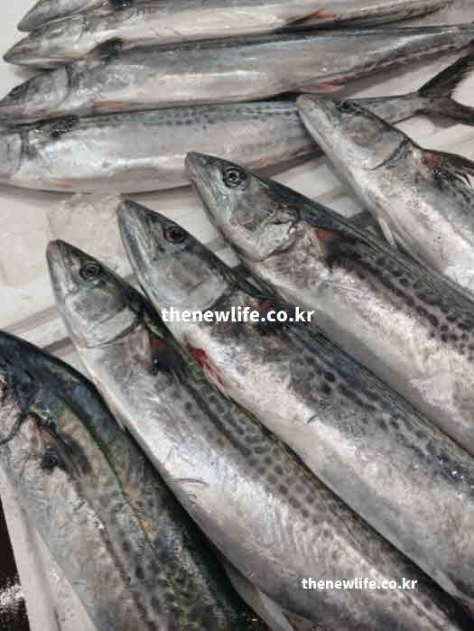 고지혈증 좋은 음식 생선 삼치