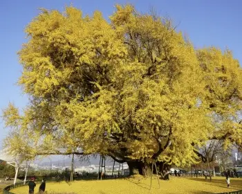 반계리 은행나무_6