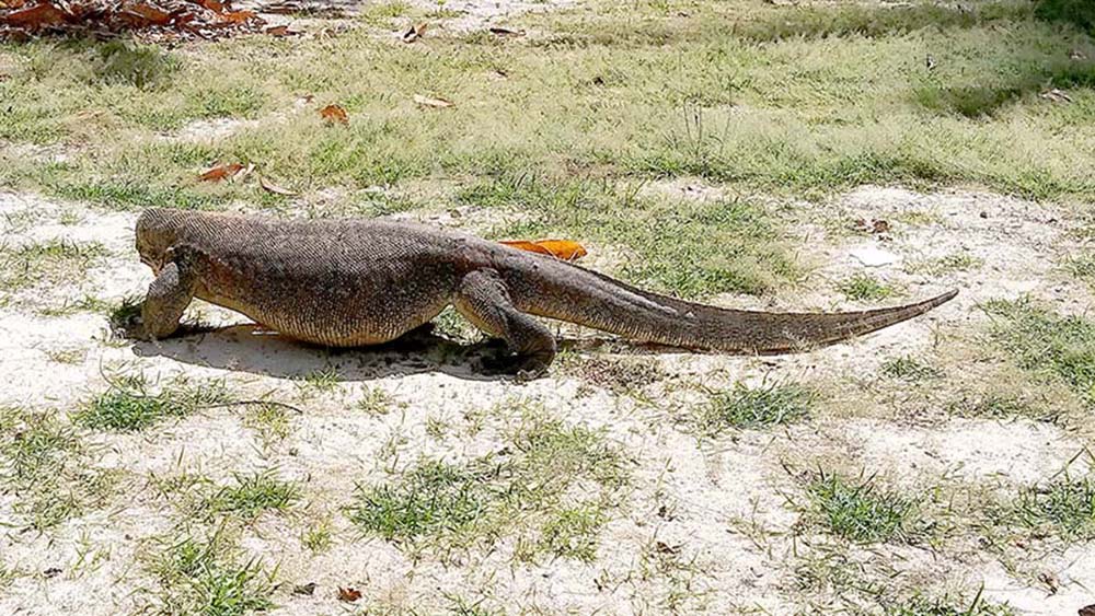 코모도 왕도마뱀(Komodo Dragon)
