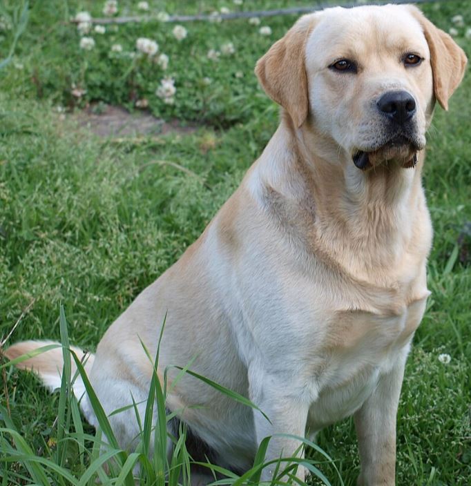 래브라도 리트리버 사진