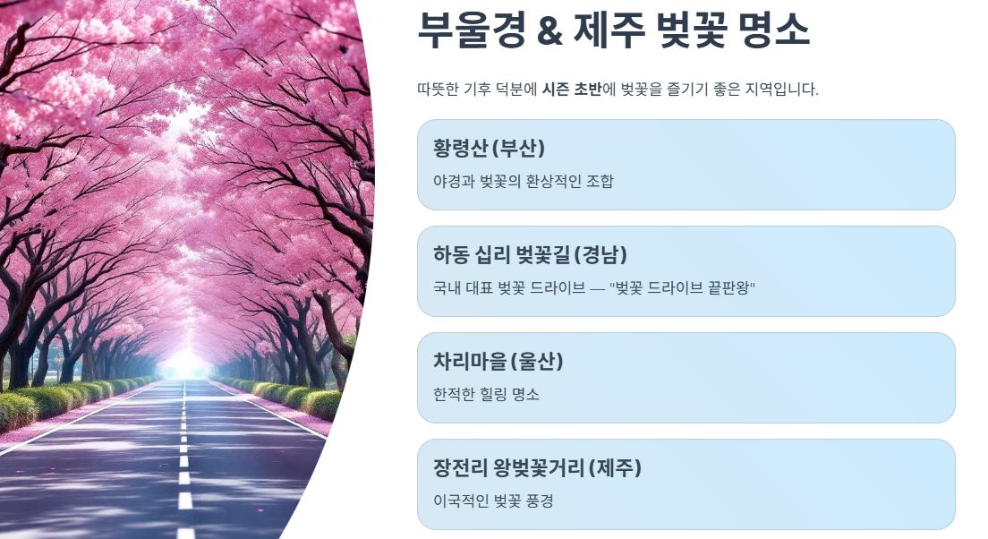 부울경 & 제주 벚꽃 명소