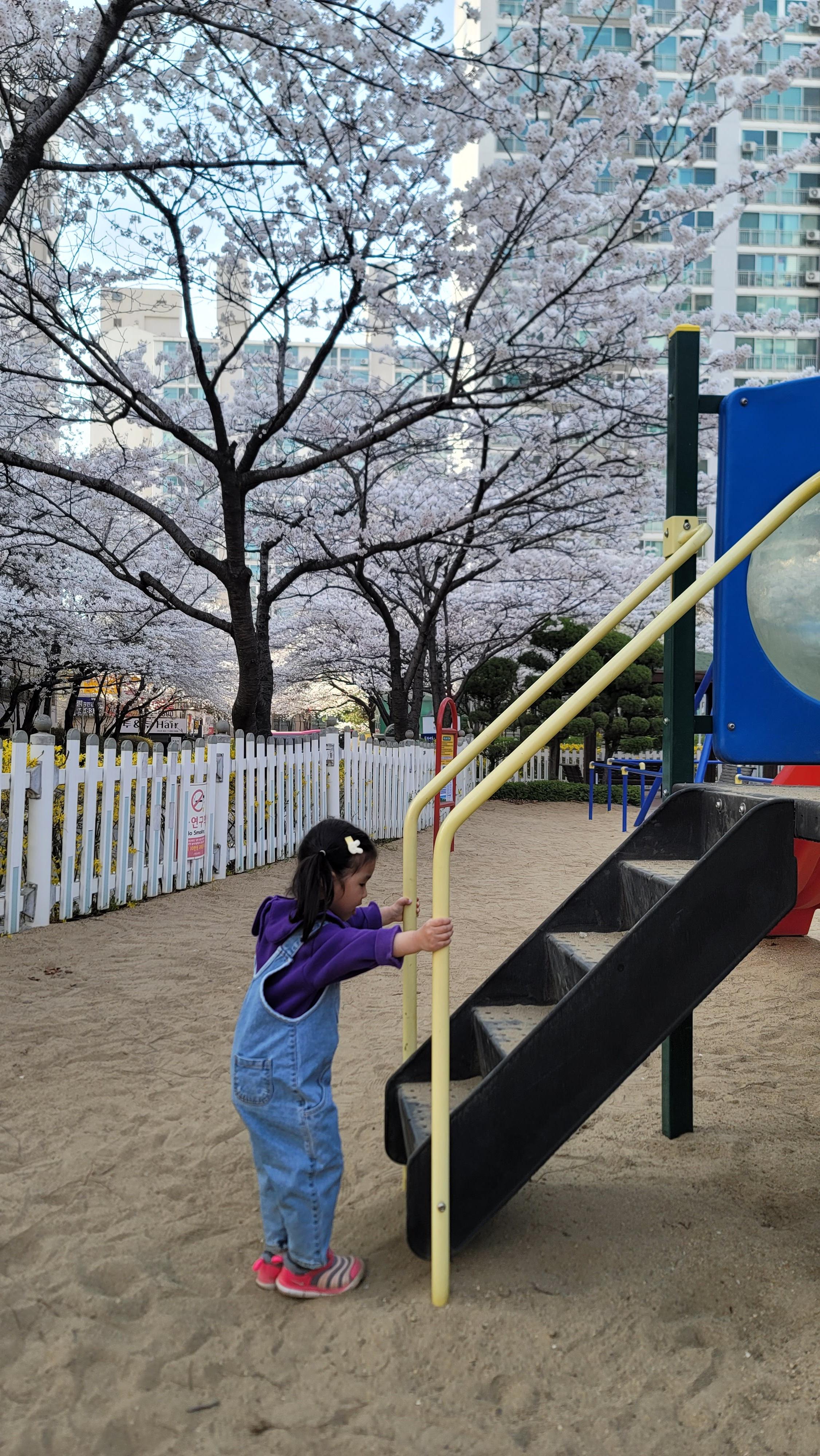 수원 숨은 벚꽃 명소