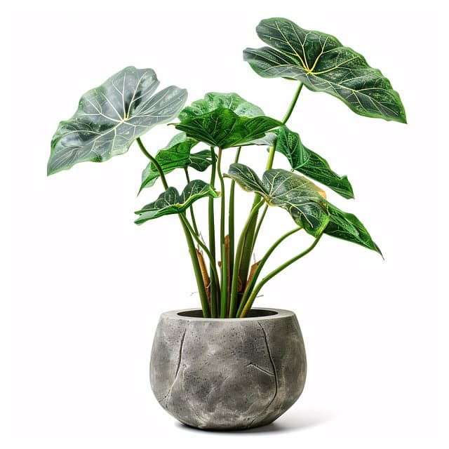 식물의 공기정화 효과 – NASA 연구 결과 분석