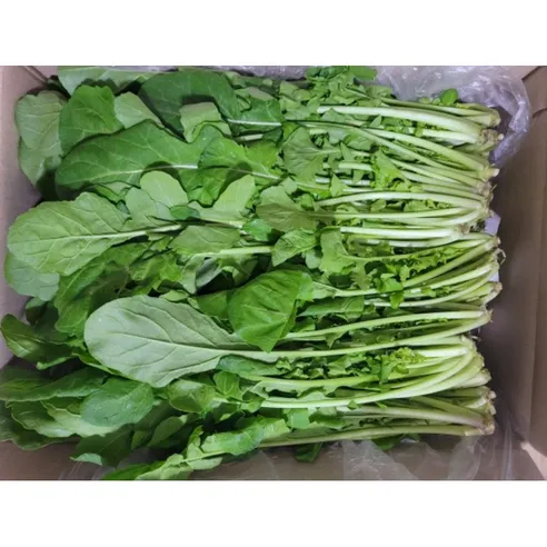 루콜라 재배 직파 심기 통풍 관리 초기 생육_3