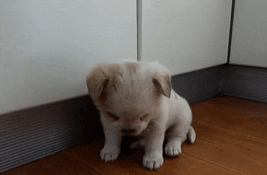 가슴 미어지는 졸음 참는 강아지 VIDEO:Who's heart won't be melted by image of puppy resisting drowsiness?