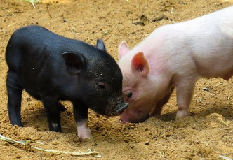 머리를-마주하고-있는-아기돼지