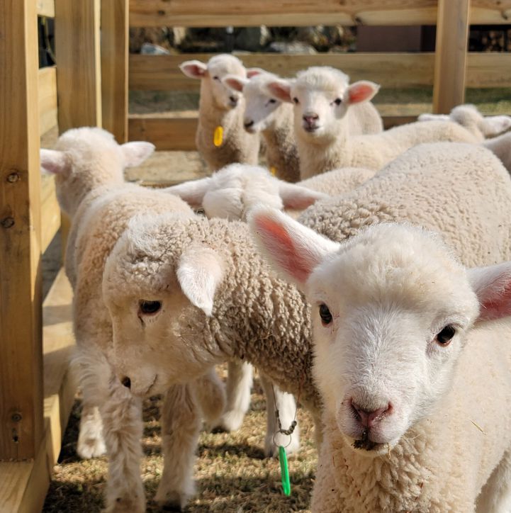 대관령 순수양떼목장