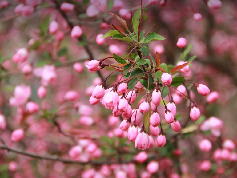 시니어를 위한 조용하고 아름다운 봄 여행지
