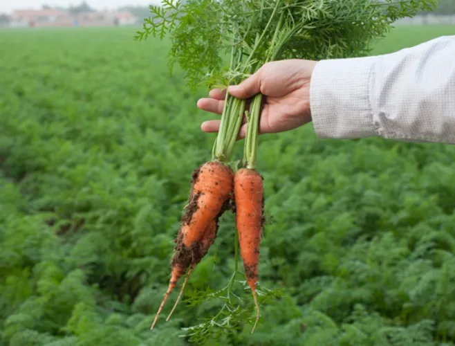 당근 재배 씨 뿌리기 토심 확보 잡초 관리_2