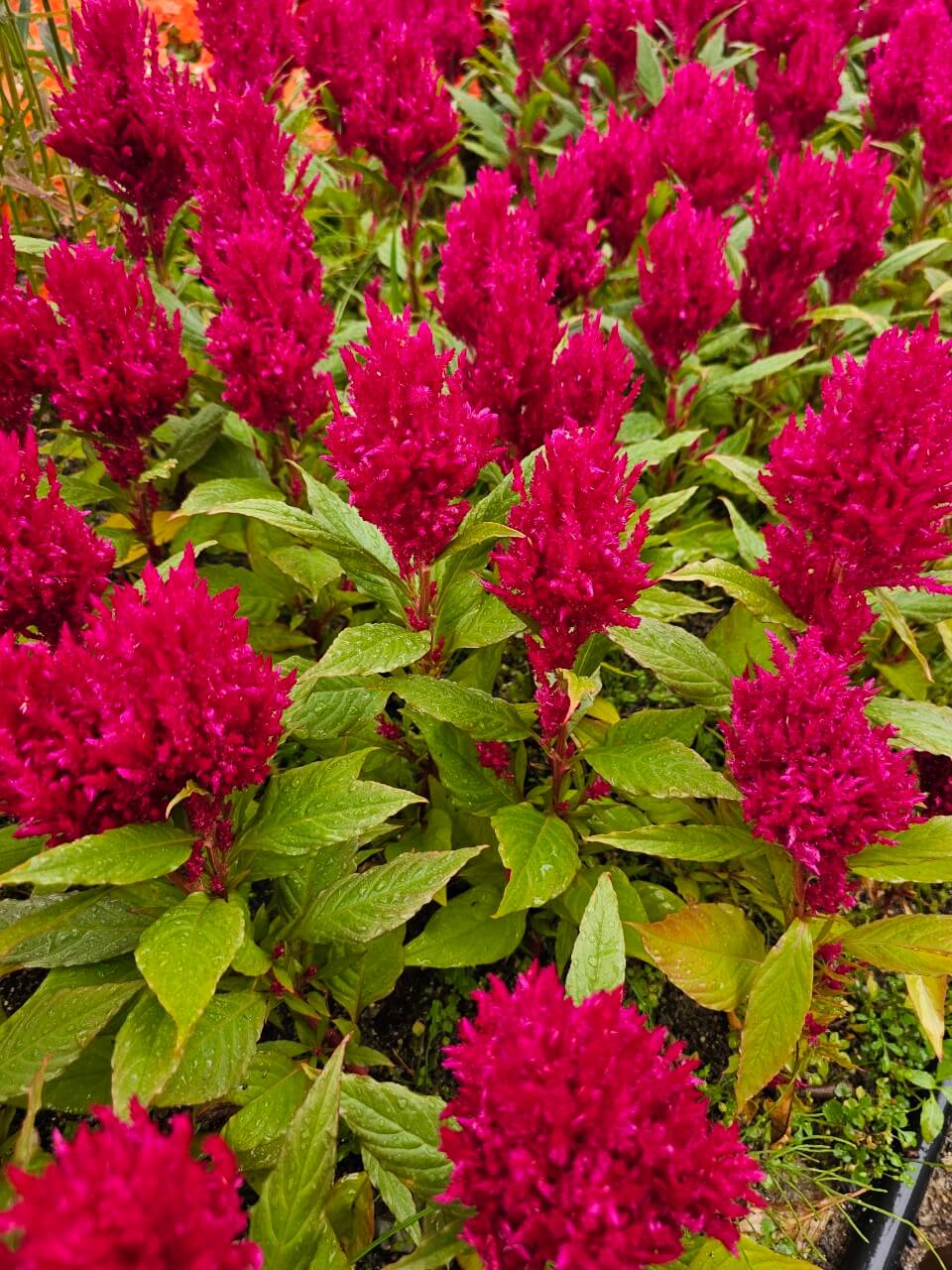 서울시 장애인 복지정책 2025