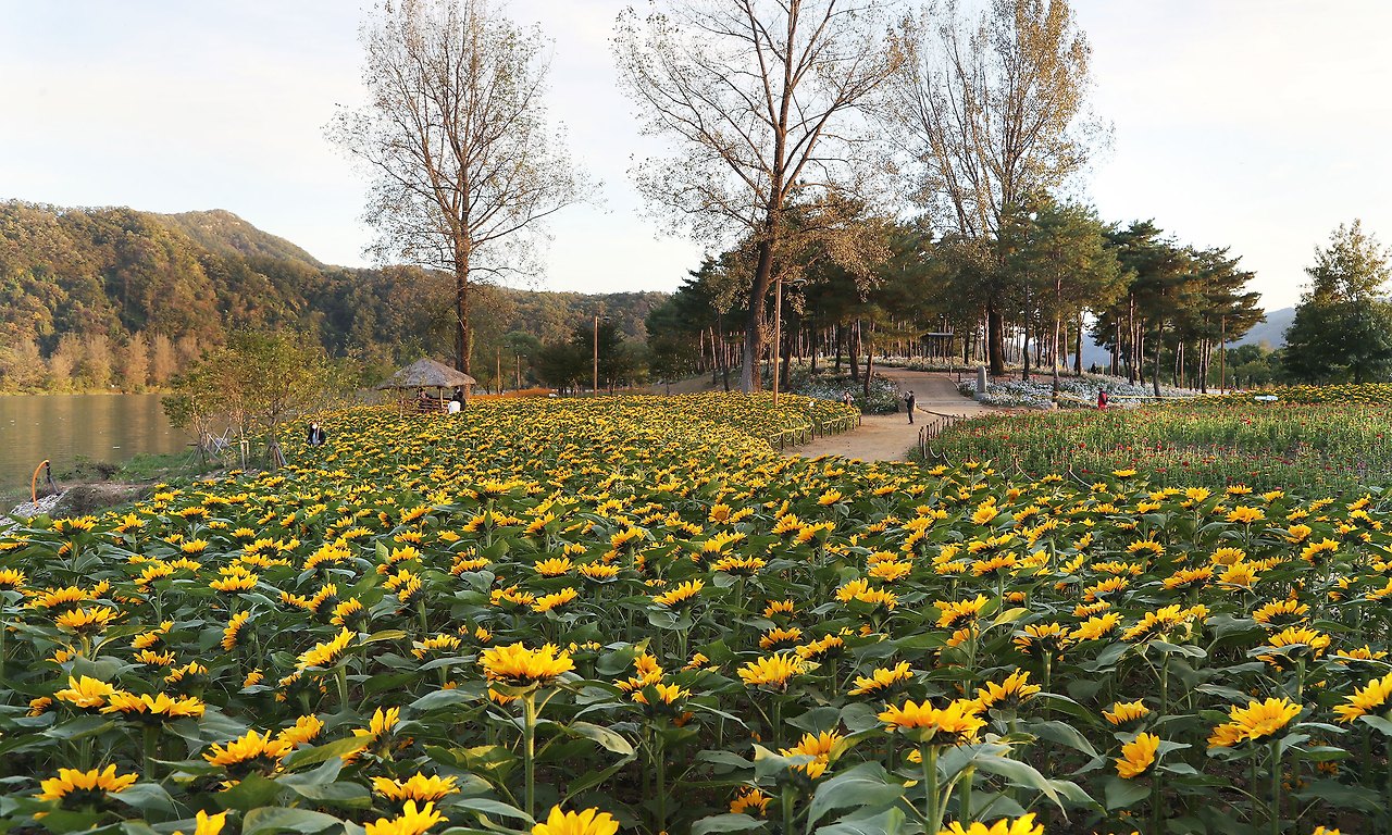 자라섬 꽃 페스타 Colorful Garden 총정리