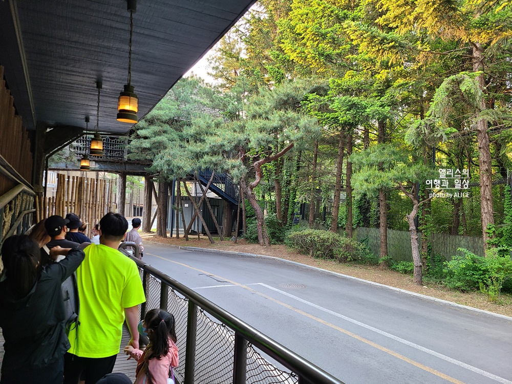 에버랜드 사파리 월드 꿀팁 (예약, 트램 좌석), 자유이용권 할인