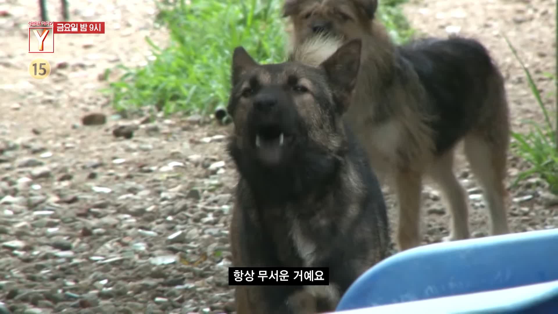 궁금한 이야기 와이 공포에 휩싸인 산골 마을 할머니는 왜 수십 마리의 개들과 위험한 동거를 계속하나