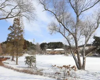 천리포수목원 목련 축제_27