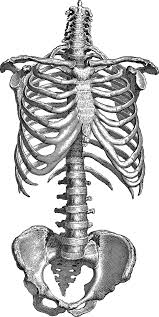 왼쪽 갈비뼈 아래 통증