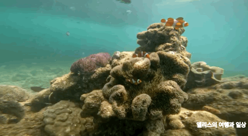 코타키나발루 씨워킹 사피섬 & 마누칸섬 투어 추천 예약 후기