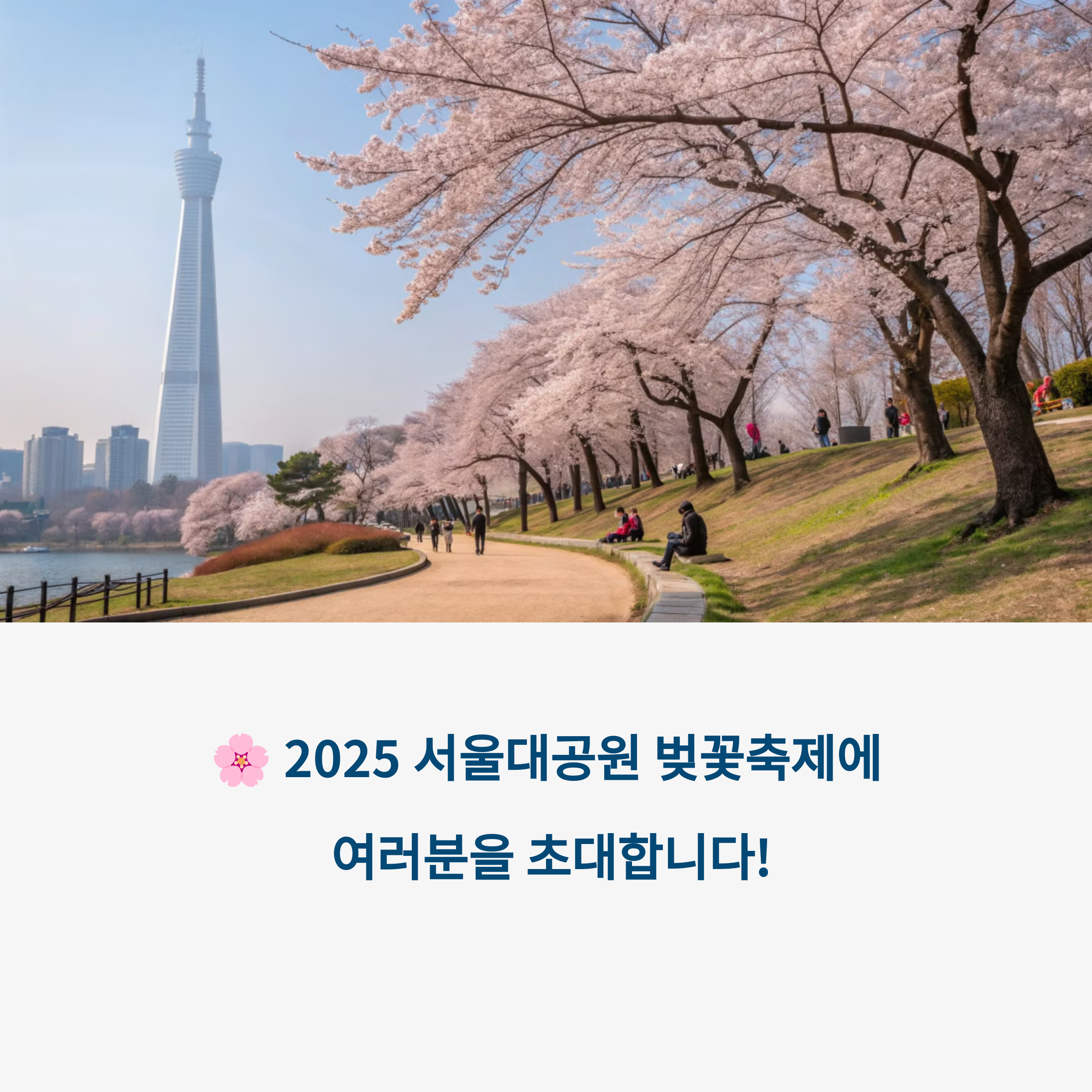 벗꽃이 만개한 공원 모습