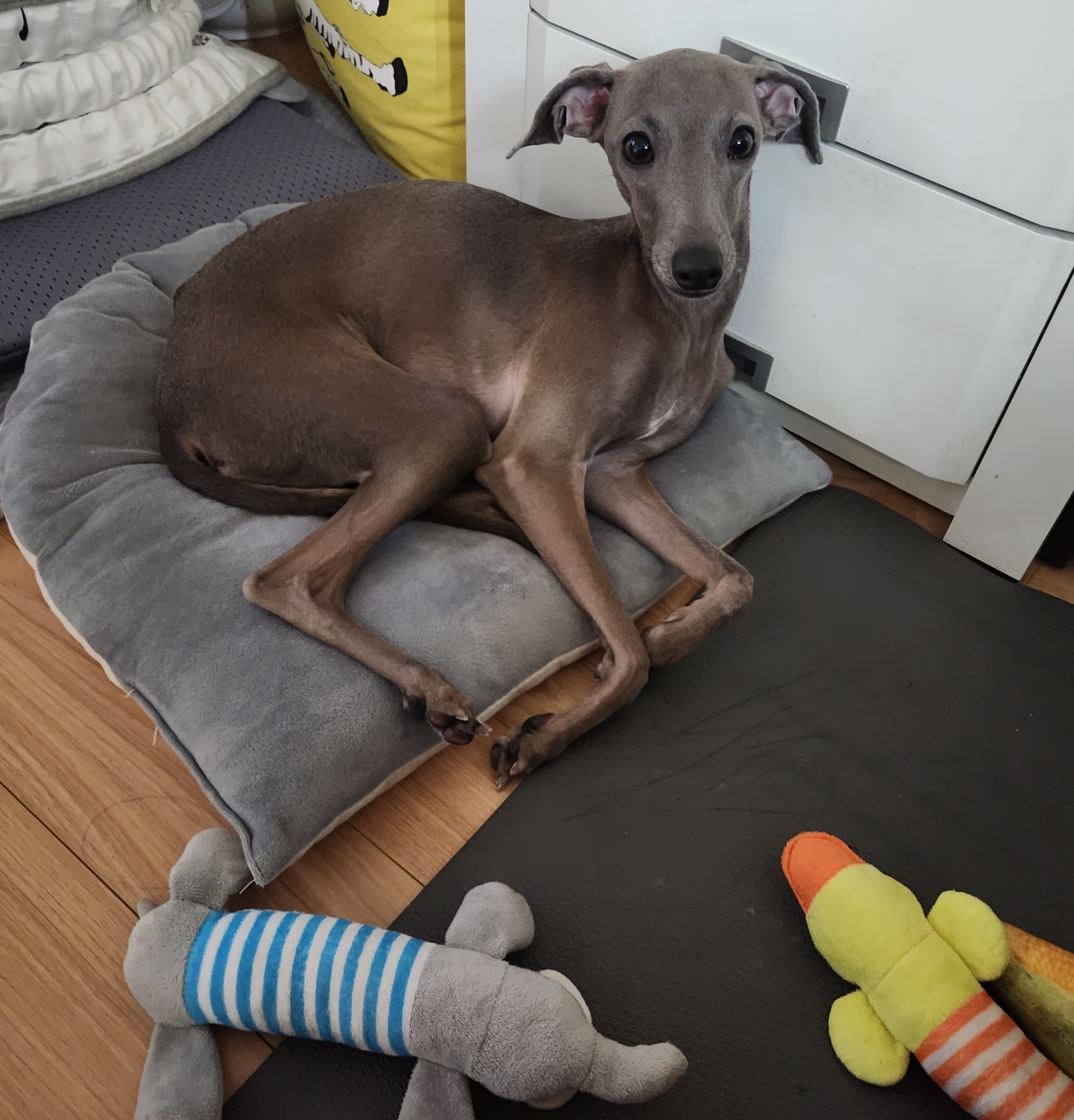 스위티 아이쥐 코코