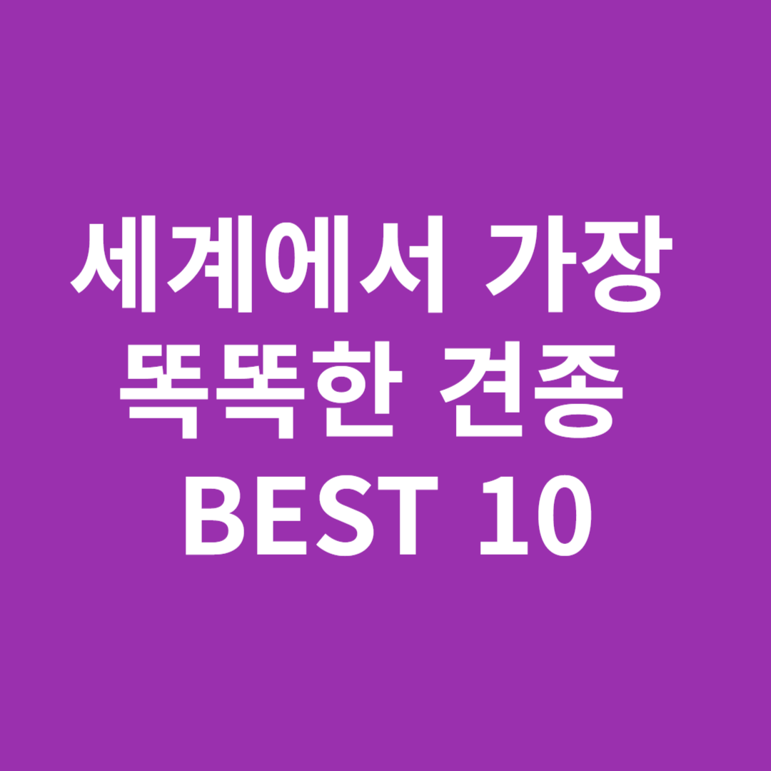똑똑한 견종 BEST 10 썸네일