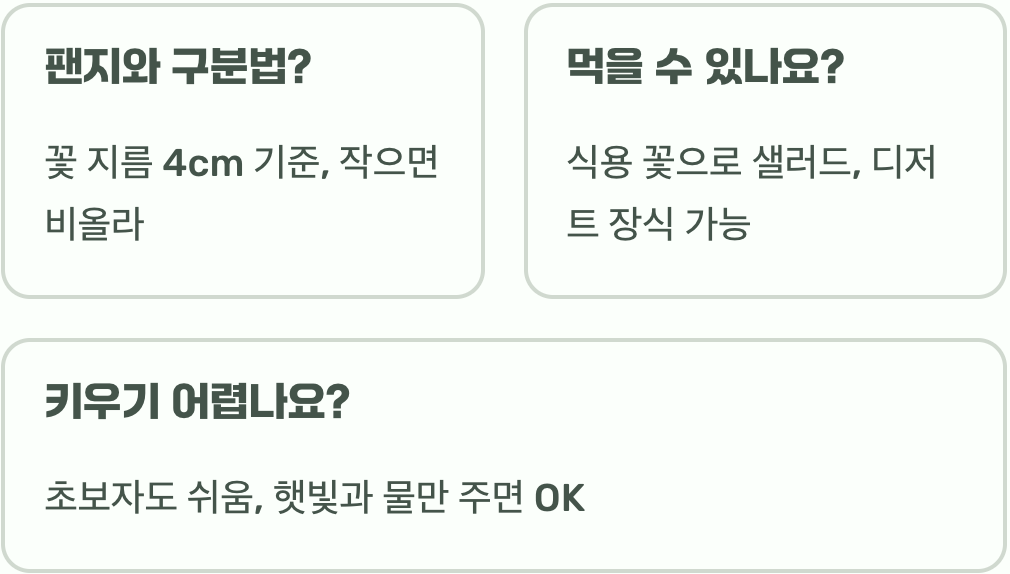 비올라 꽃말과 색상별 의미