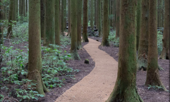 제주 사려니 숲길