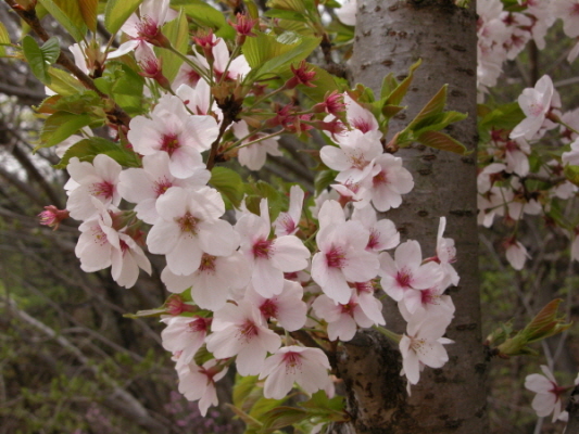 왕벚나무 원산지는 제주도! 유래와 과학적 근거 알아보기