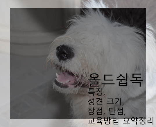 올드쉽독 특징, 성견 크기, 장점, 단점, 교육방법 요약정리