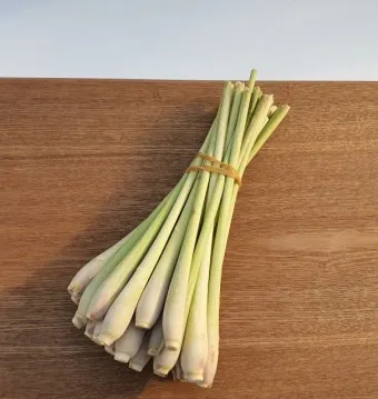 레몬그라스 재배 온도 유지 삽목 번식 잎 수확_15