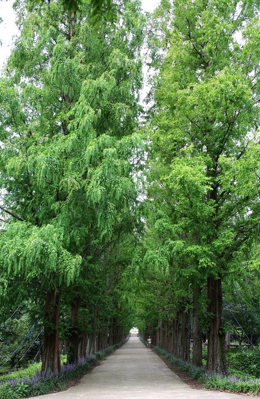 메타세쿼이아길