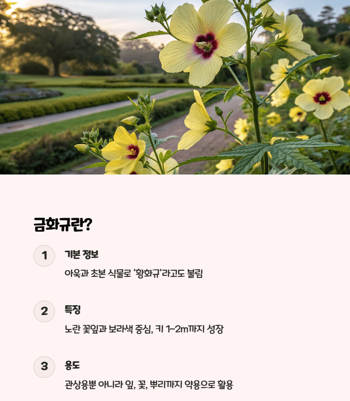 금화규