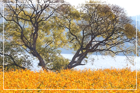 남양주 물의정원 황화코스모스 이미지