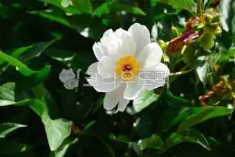 5월의 야생화 백화등 소리쟁이 낮달맞이꽃 알프스민들레_17