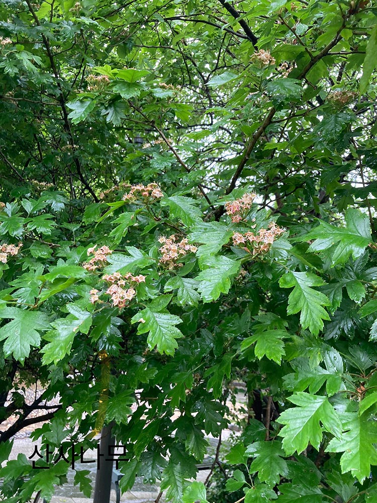 산사나무
