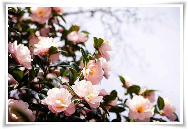 "동백꽃" 겨울의 끝 봄의 우아함을 담은 붉은 보석!