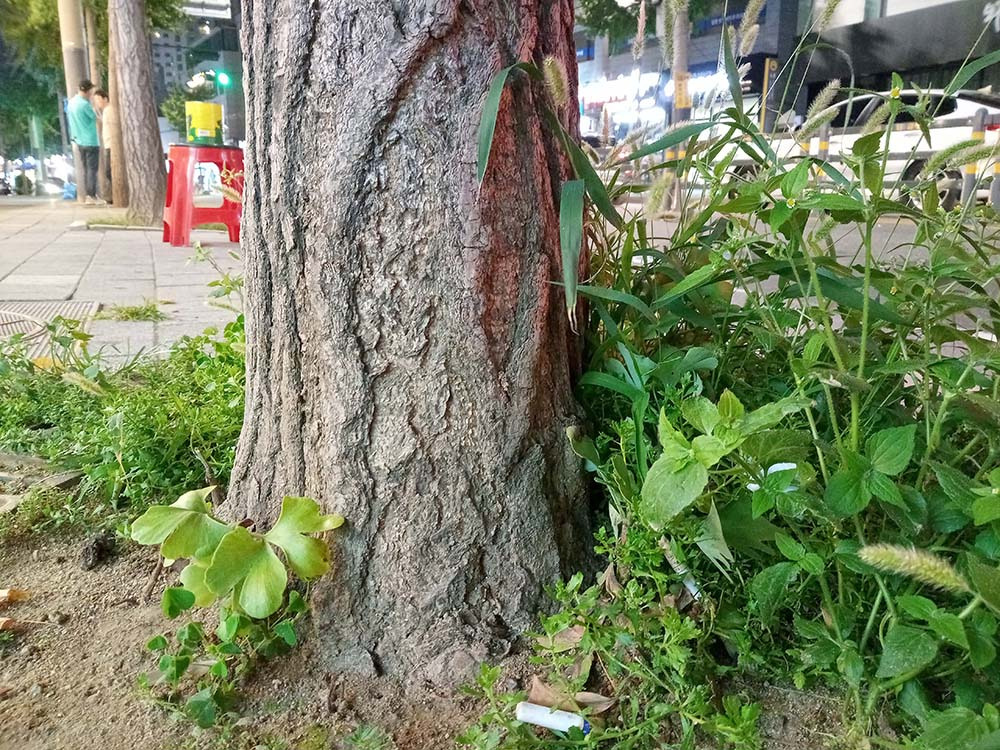 강아지풀