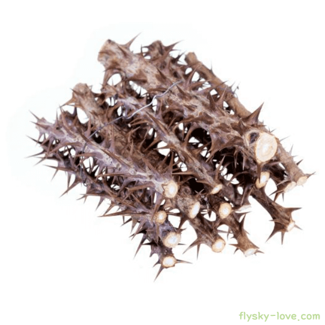 음나무(엄나무) 순