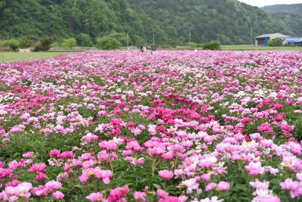 영천에 위치한 작약밭