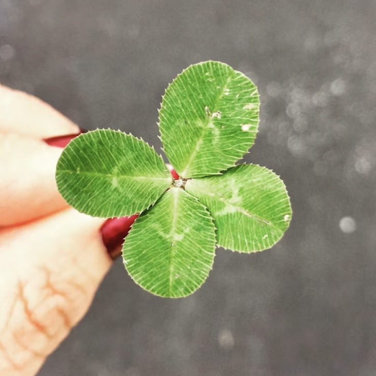 2024 신년운세 무료보기