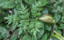 비단풀 효능과 부작용 총정리 : 전통 약초의 놀라운 기능