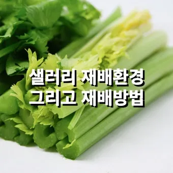 샐러리 재배 모종 심기 재배 거리 수확 연장_30