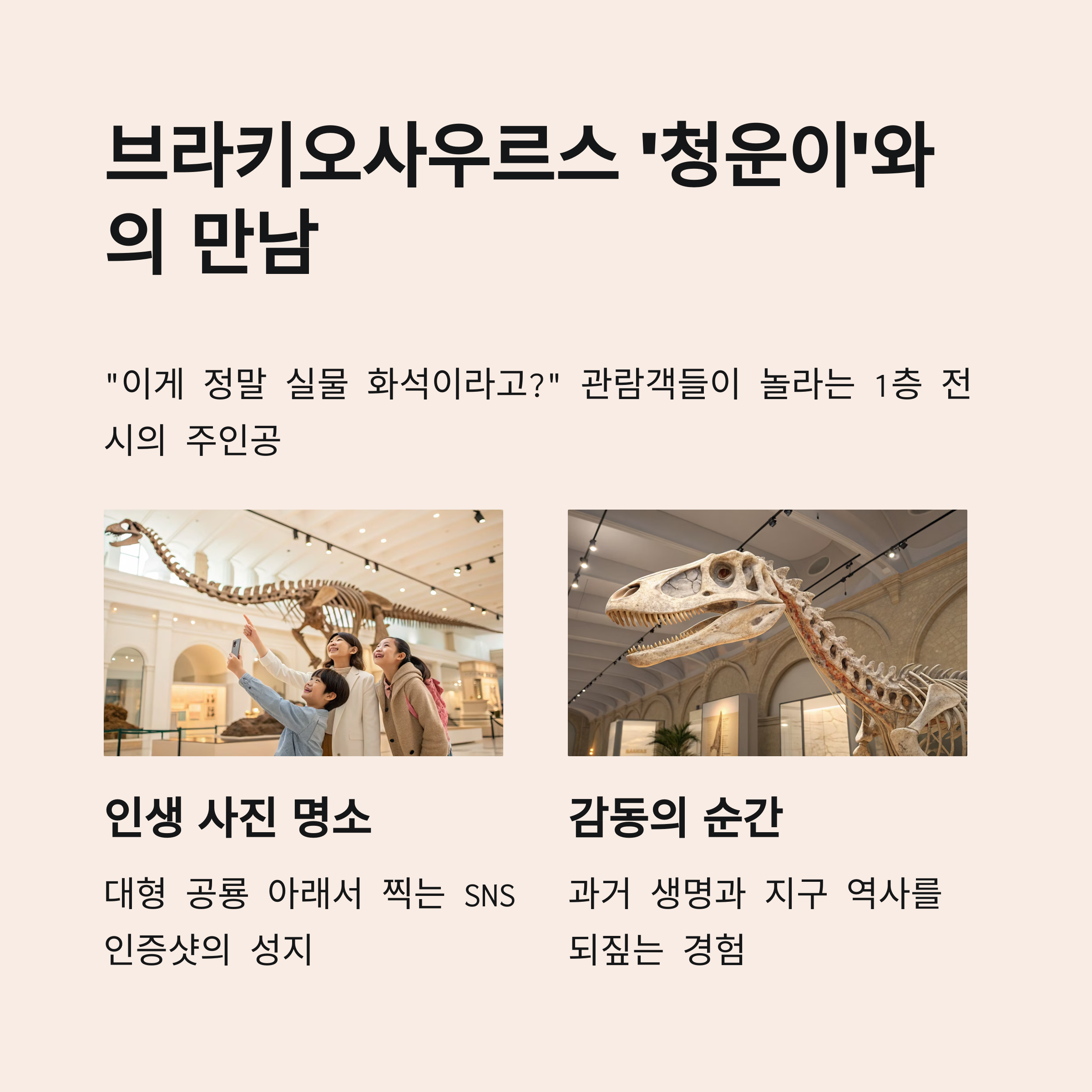 브라키오사우르스 '청운이'와의 만남