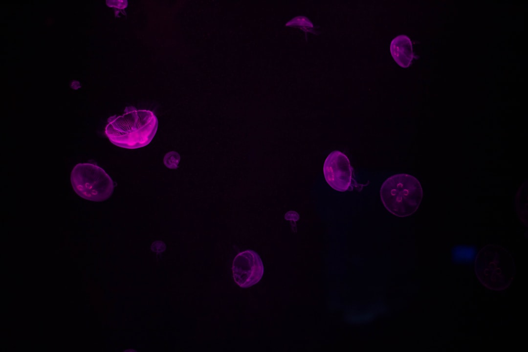 Stem cells