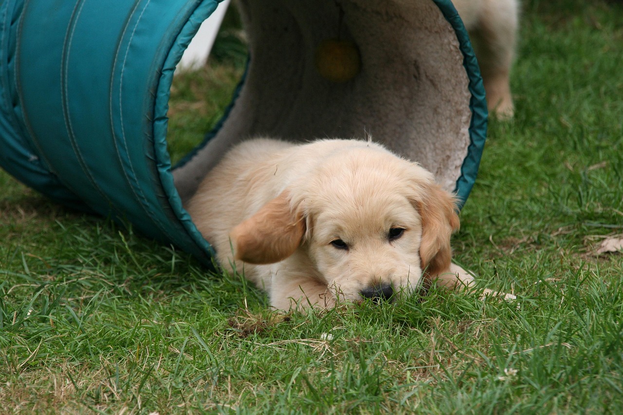 강아지 유전자 검사 (6)