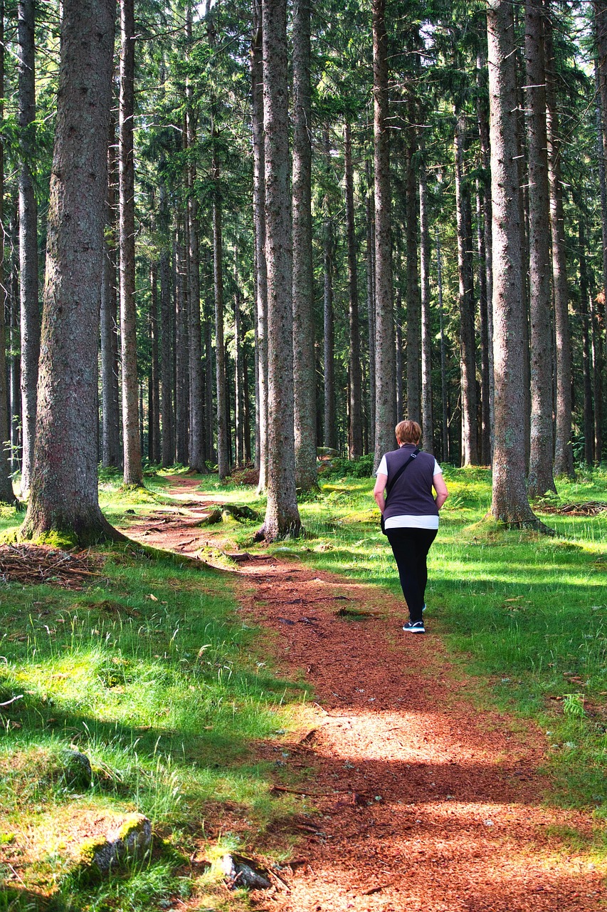피톤치드 마시며 걷는 길, 여름 트레킹 관련 사진