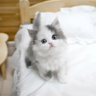 노르웨이숲 고양이 유전병 분양 털빠짐_12