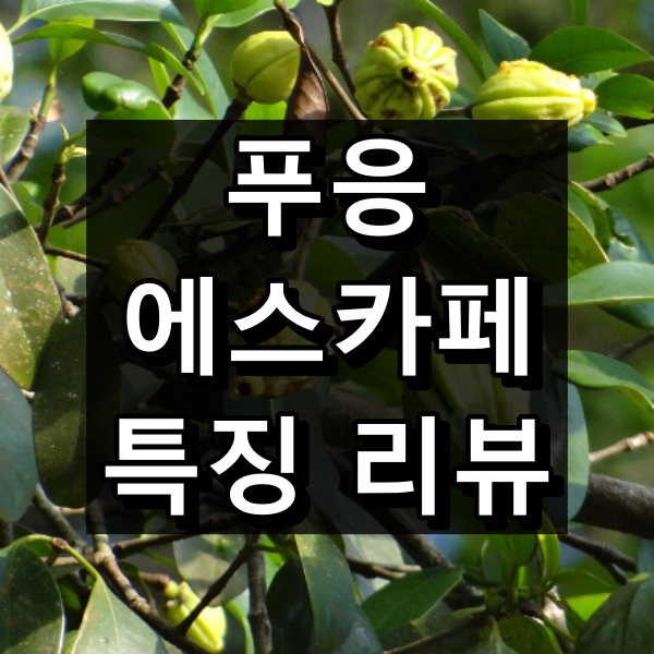 푸응 에스카페 특징 리뷰