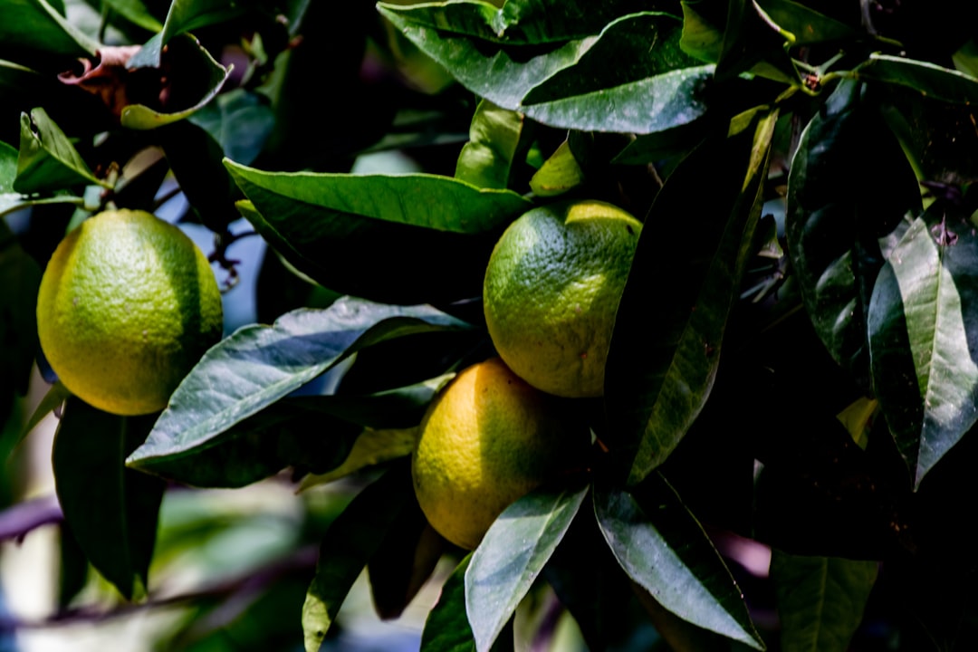 Unripe fruit