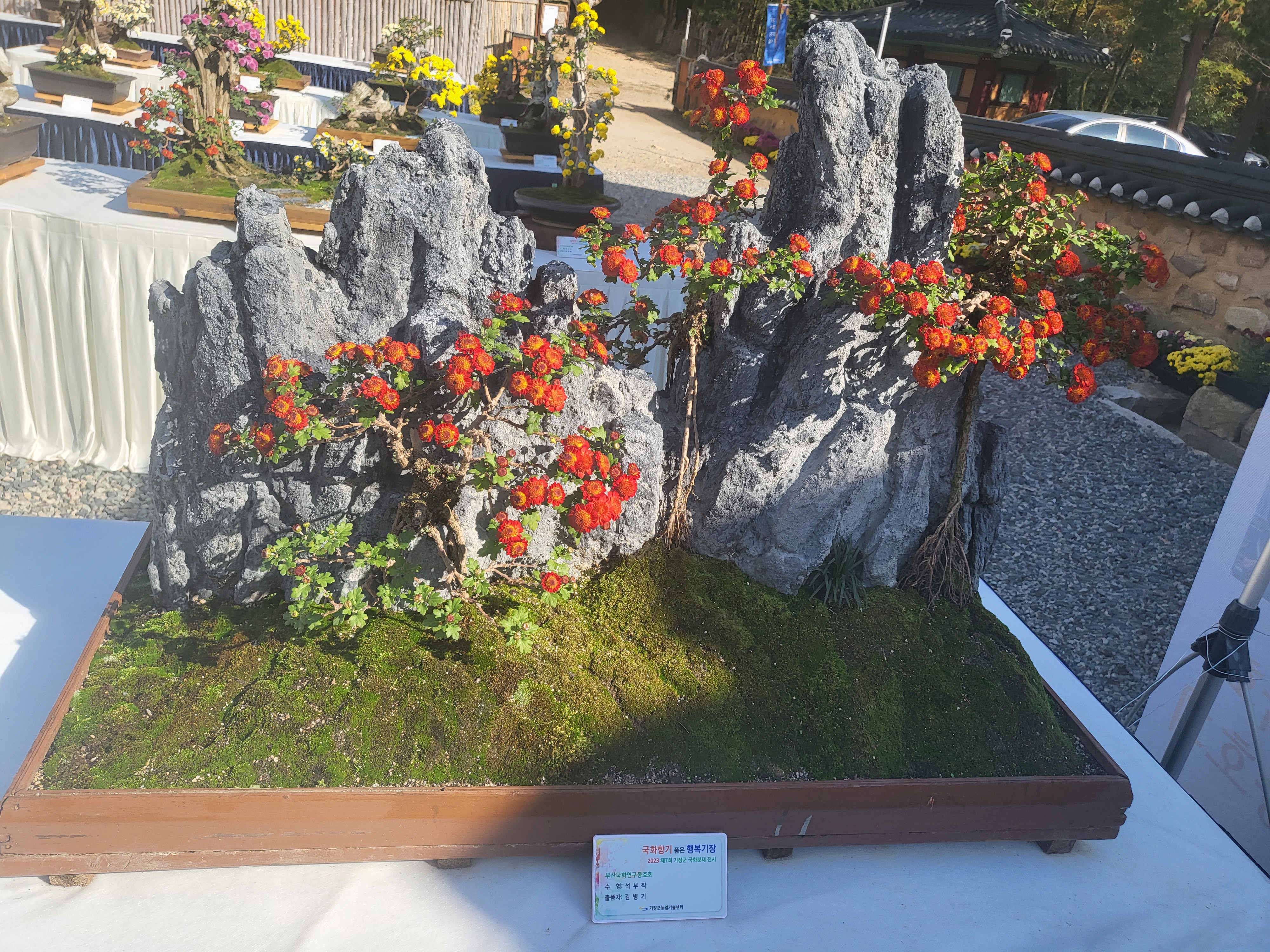 국화 향기 가득한 부산 기장 장안사 제 7회 기장 국화분재전시회가 열렸습니다.