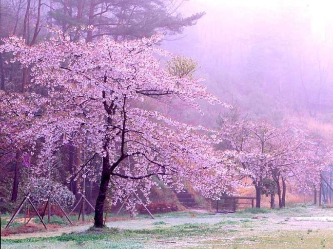 남이섬 벚꽃 사진