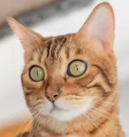 고양이 벼룩 알레르기